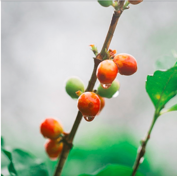 Coffee Cherries