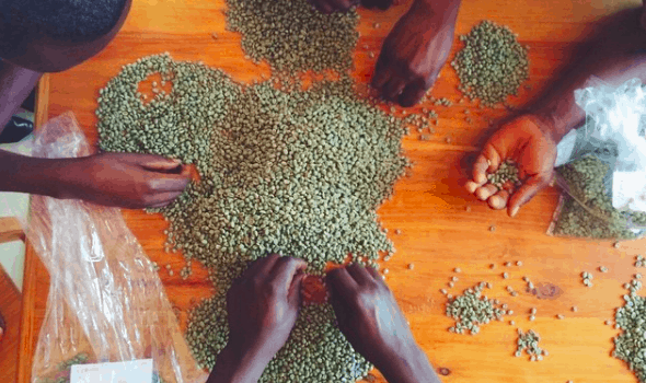 Green Coffee being sorted by Kristy Carlson