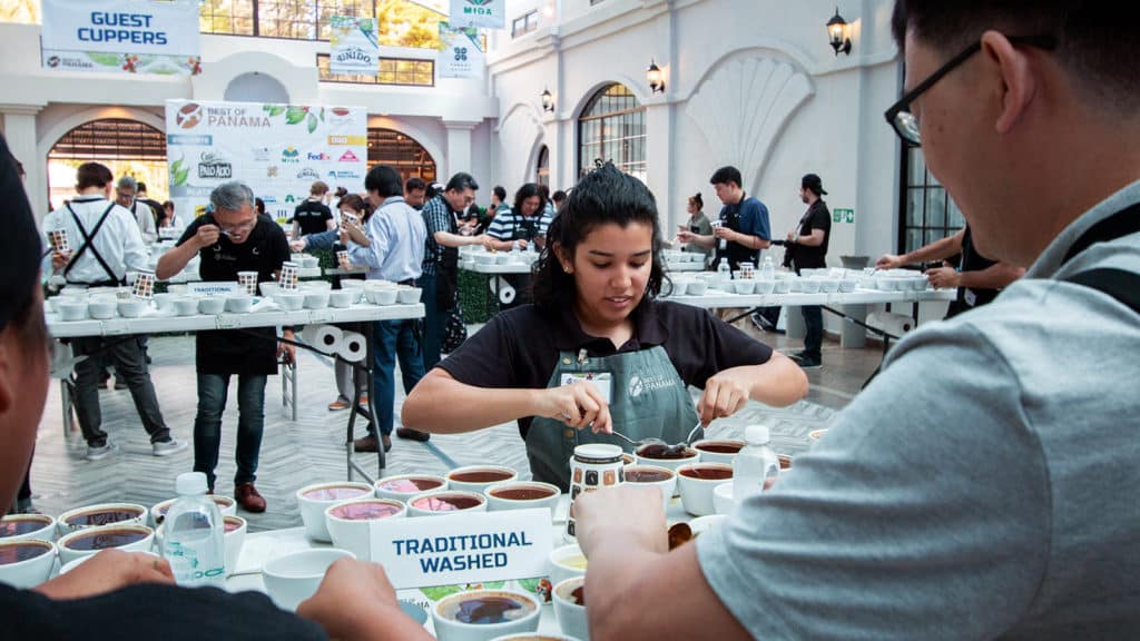 cupping at the best of panama